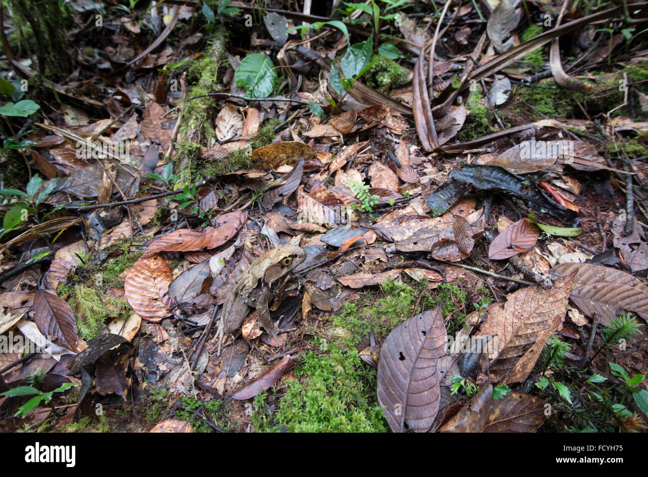 La grenouille cornue de Bornéo : Megophrys nasuta. Sabah, Bornéo. Banque D'Images