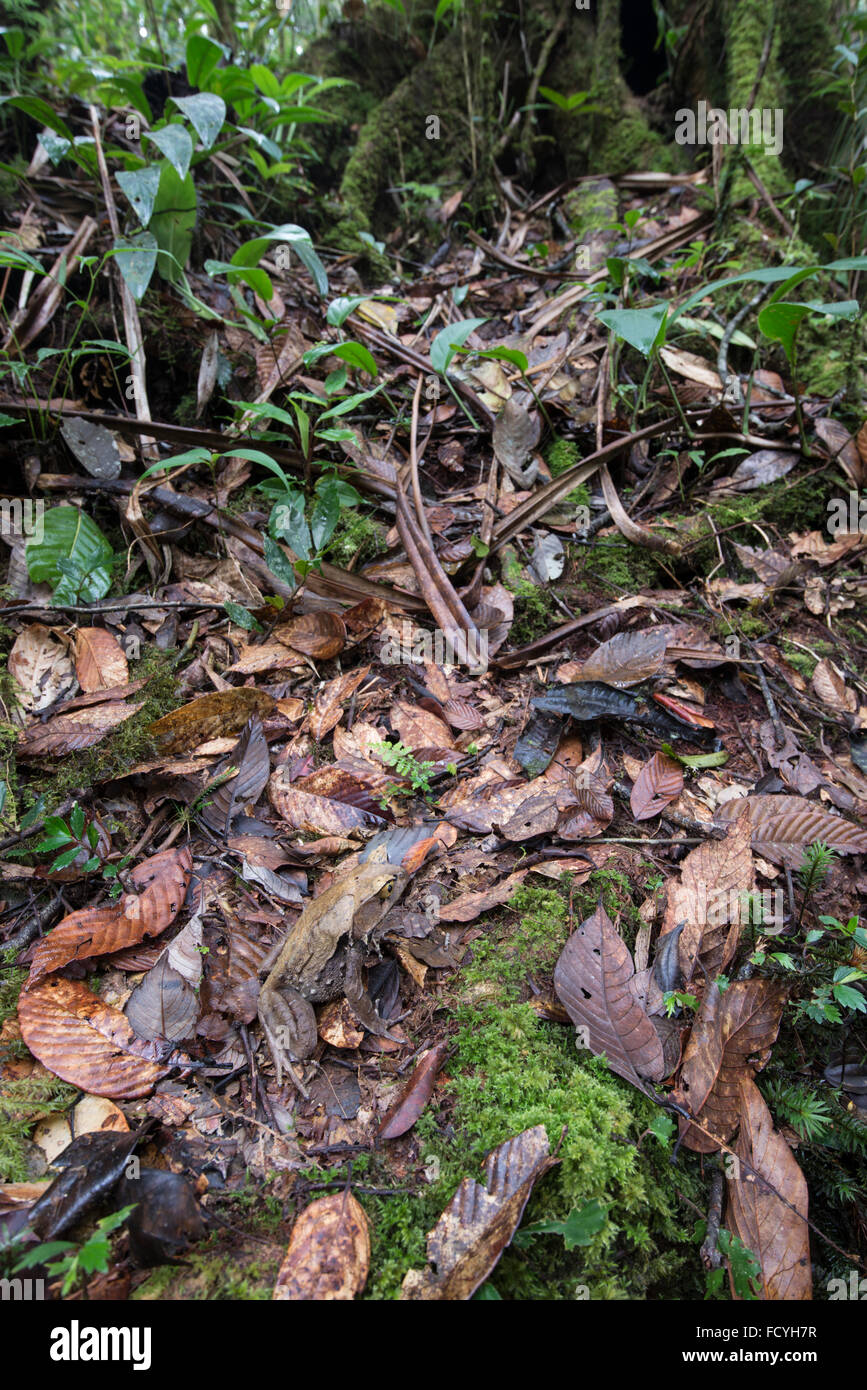 La grenouille cornue de Bornéo : Megophrys nasuta. Sabah, Bornéo. Banque D'Images