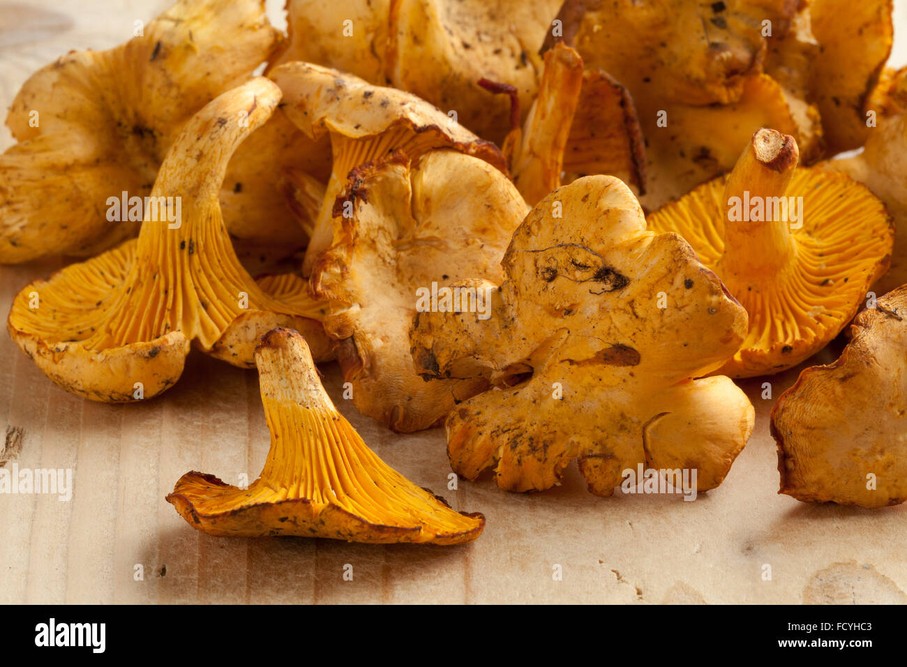 Tas de chanterelles jaunes fraîches close up Banque D'Images