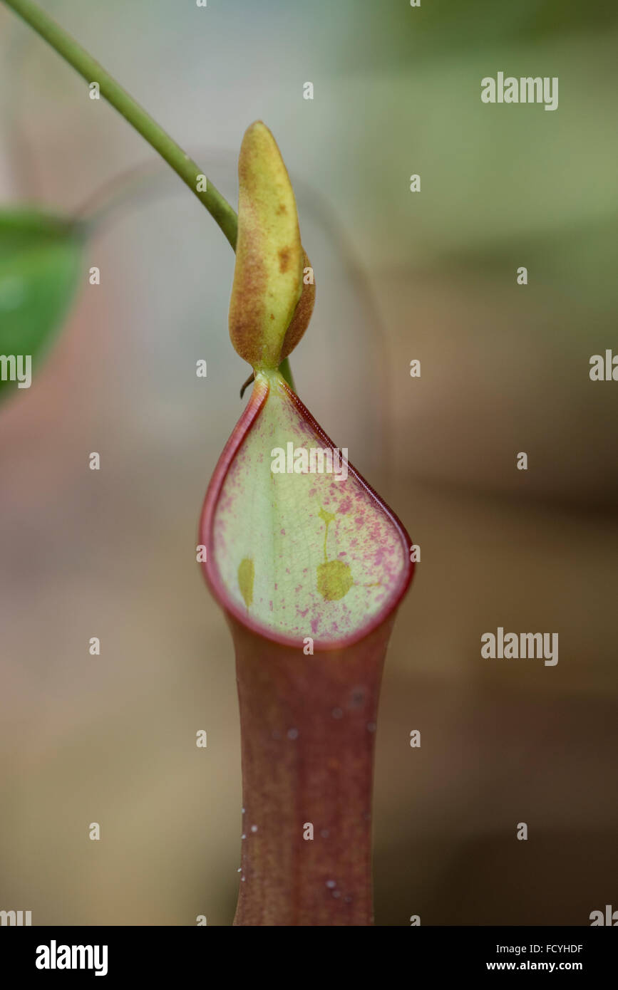 La sarracénie pourpre ('Monkey Cup') Nepenthes reinwardtiana.jardin botanique, Sabah, Bornéo. Remarque deux characteritsic "points chauds" de l'œil Banque D'Images