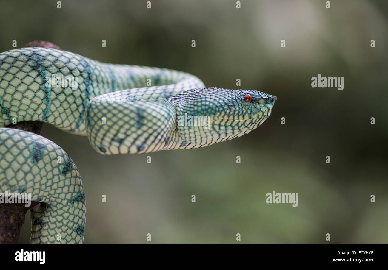 Wagler's Pit Viper : Tropidolaemus wagleri. Sabah, Bornéo Banque D'Images