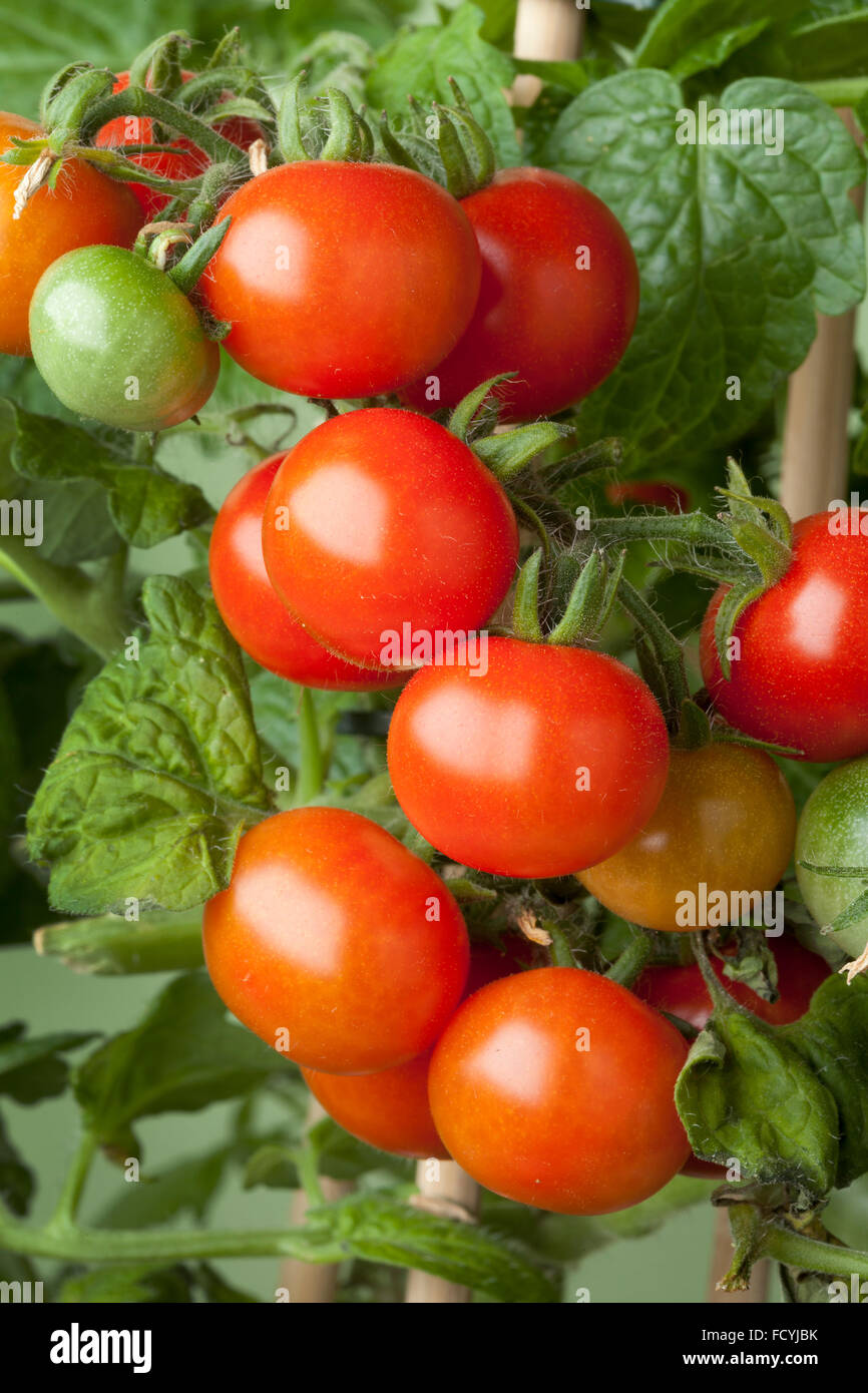Tomates cerise mûre fraîche sur une plante Banque D'Images