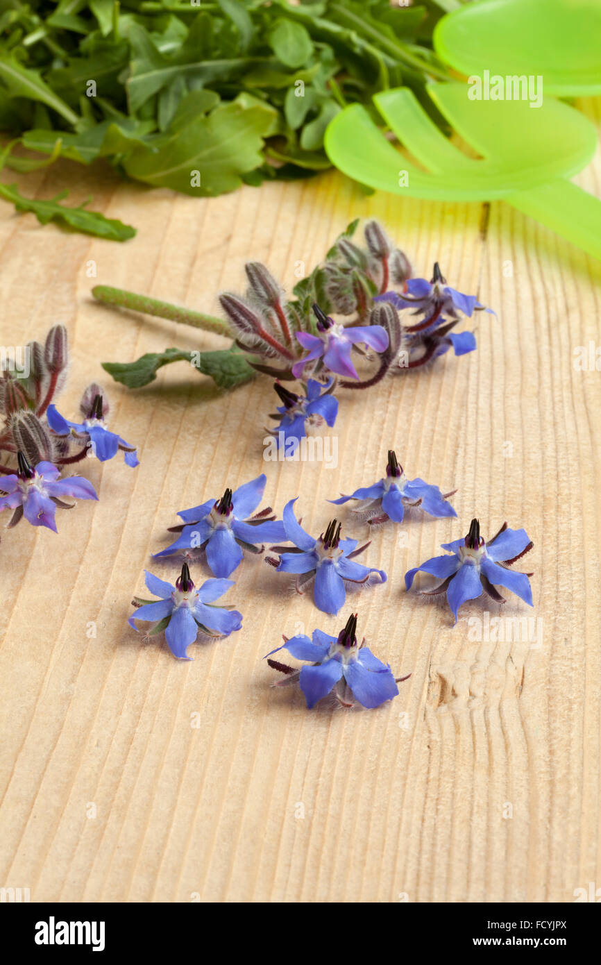 Fleurs de bourrache bleu frais pour décorer la salade Banque D'Images