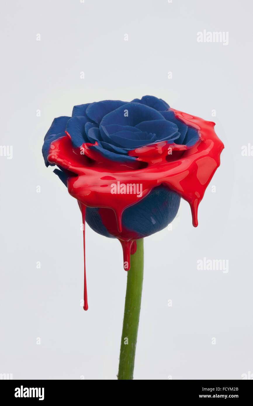 Rose bleu foncé peint partiellement avec de la peinture rouge et dégoulinant de peinture rouge Banque D'Images