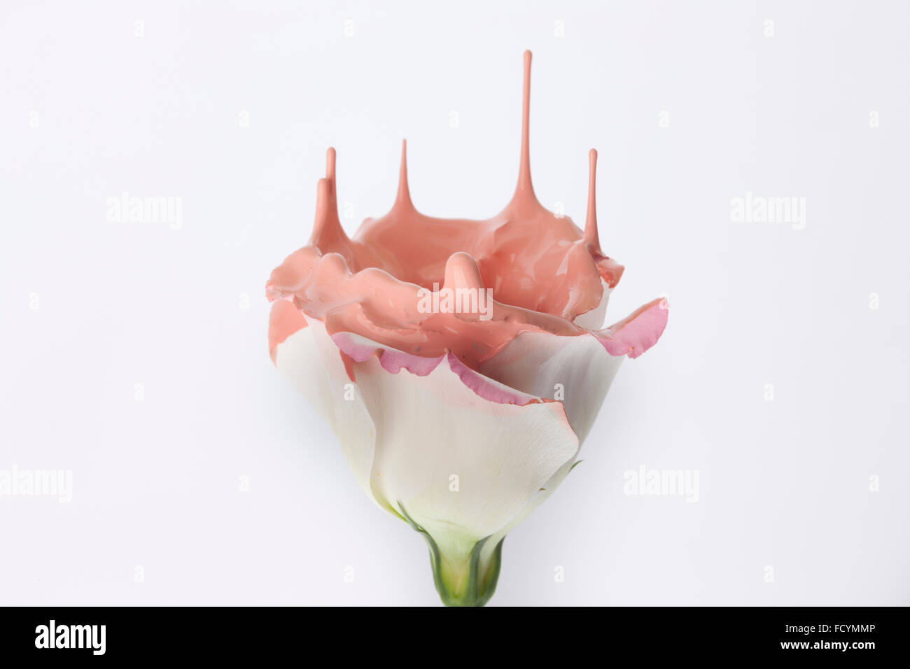 Fleur blanche d'être dégoulinant de peinture rose Banque D'Images