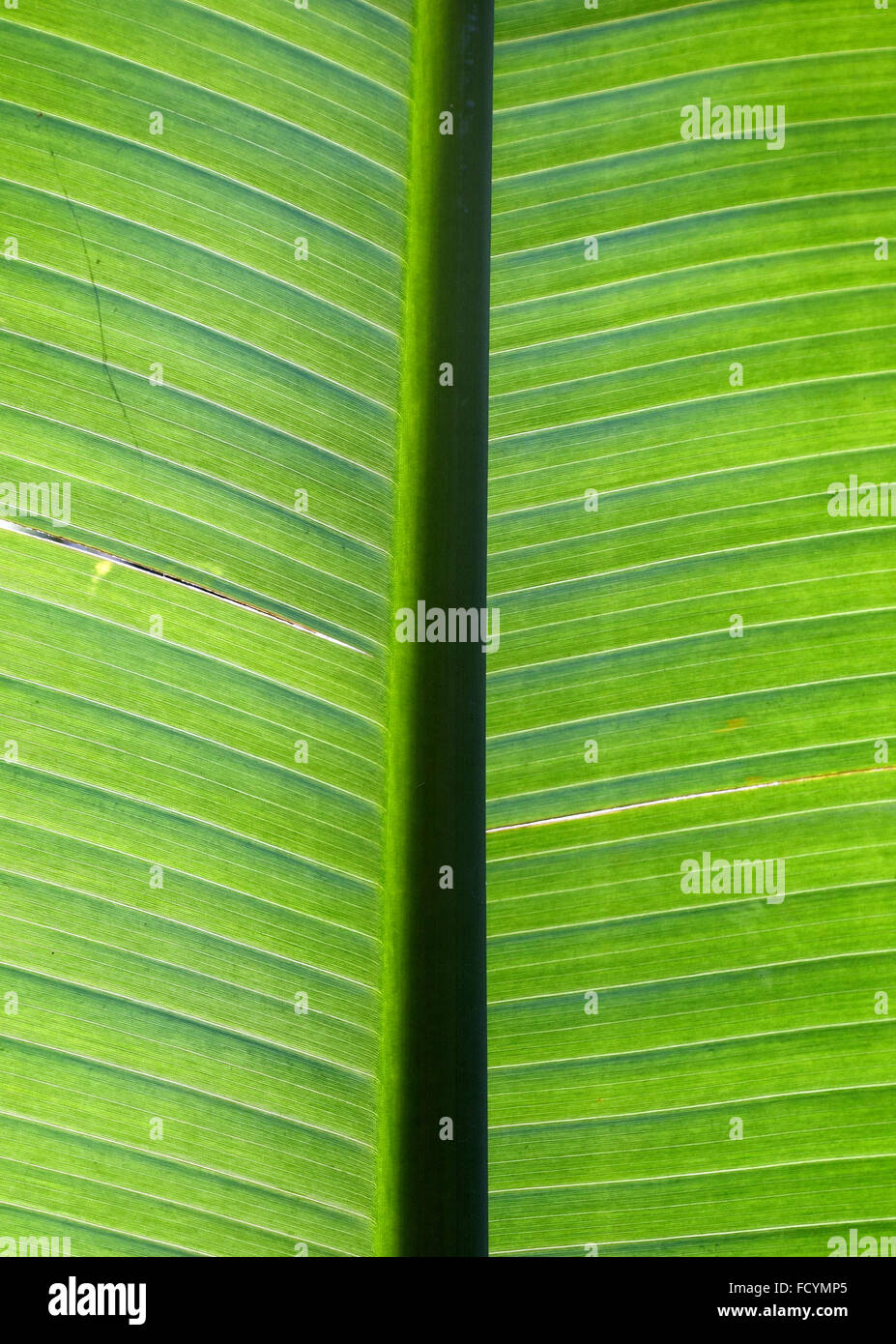 Jardins botaniques Palmetum de Santa Cruz de Tenerife, est l'une des plus grandes collections de palmiers dans l'Organisation mondiale de Banque D'Images