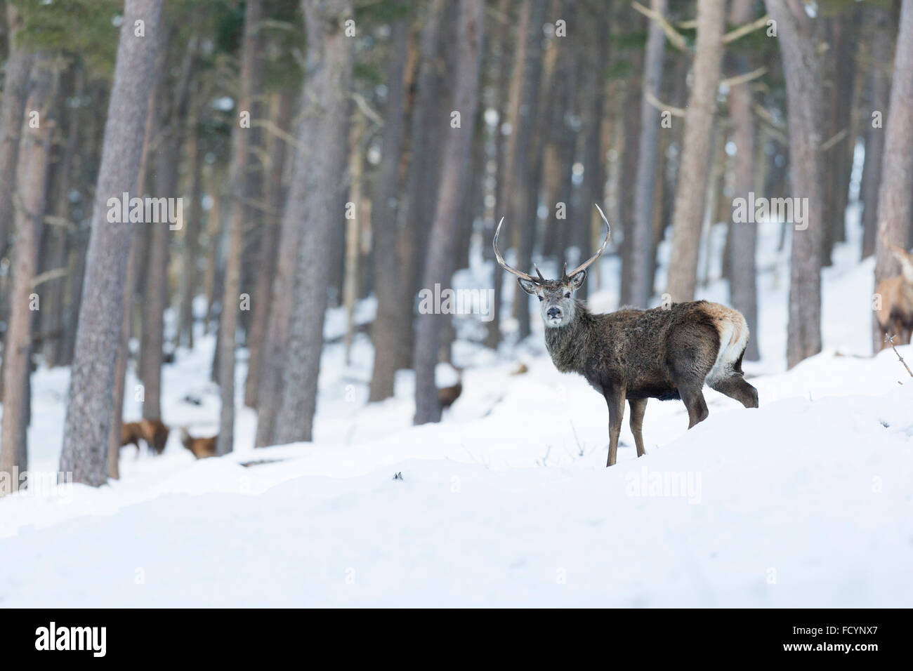 Stag en écossais boisé enneigé Banque D'Images