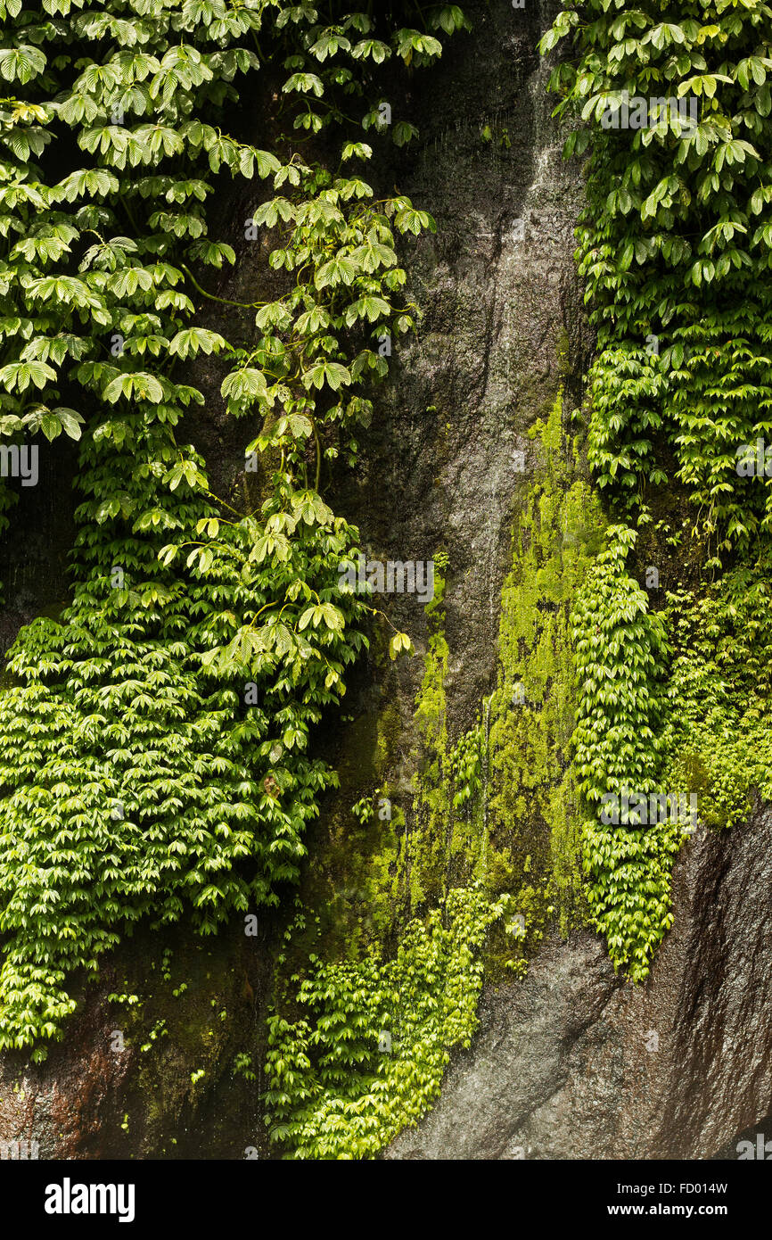 Close up de plantes poussant sur un rocher au soleil. Prises à Bali, Indonésie. Banque D'Images