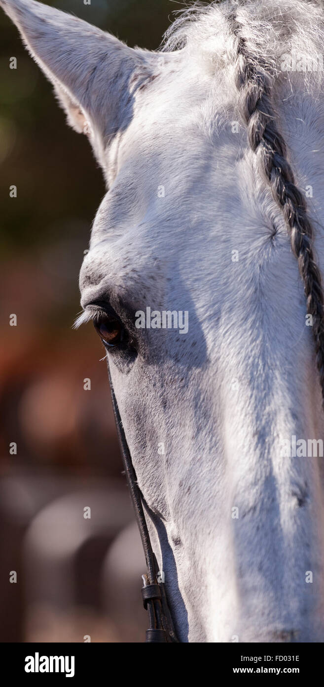 Détail close up de chevaux avec la tête et la crinière tressée eye au Fiesta San Sebastian Ténérife Banque D'Images