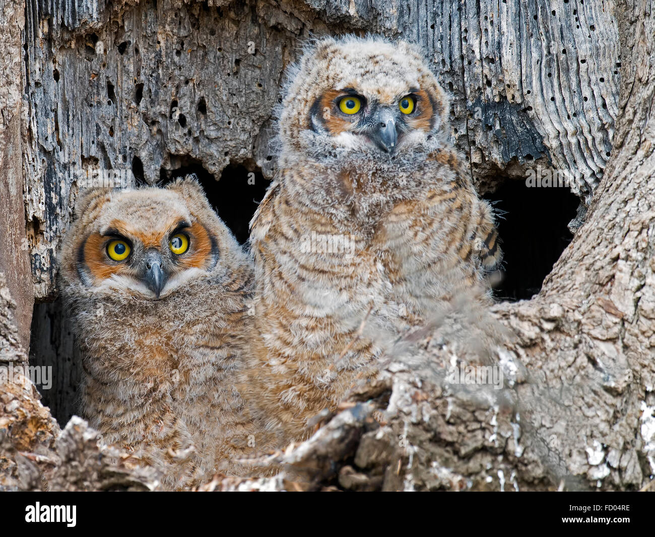 Le Grand-duc Owlets Banque D'Images