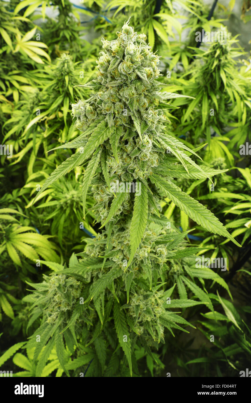 Plante de cannabis mature indoor Banque de photographies et d’images à