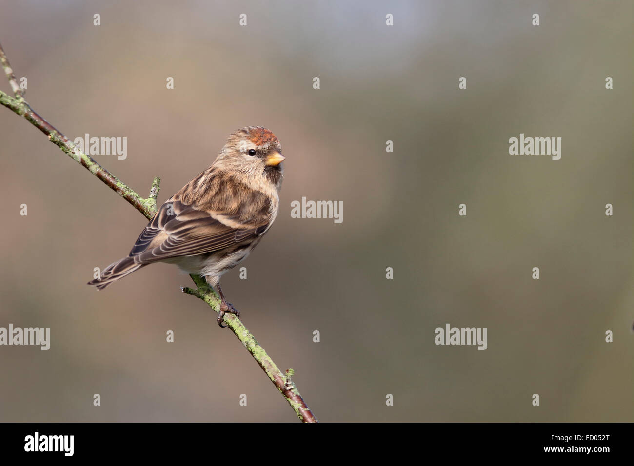 Sizerin blanchâtre Acanthis moindre, cabaret, seul oiseau sur la branche, dans le Warwickshire, Janvier 2016 Banque D'Images