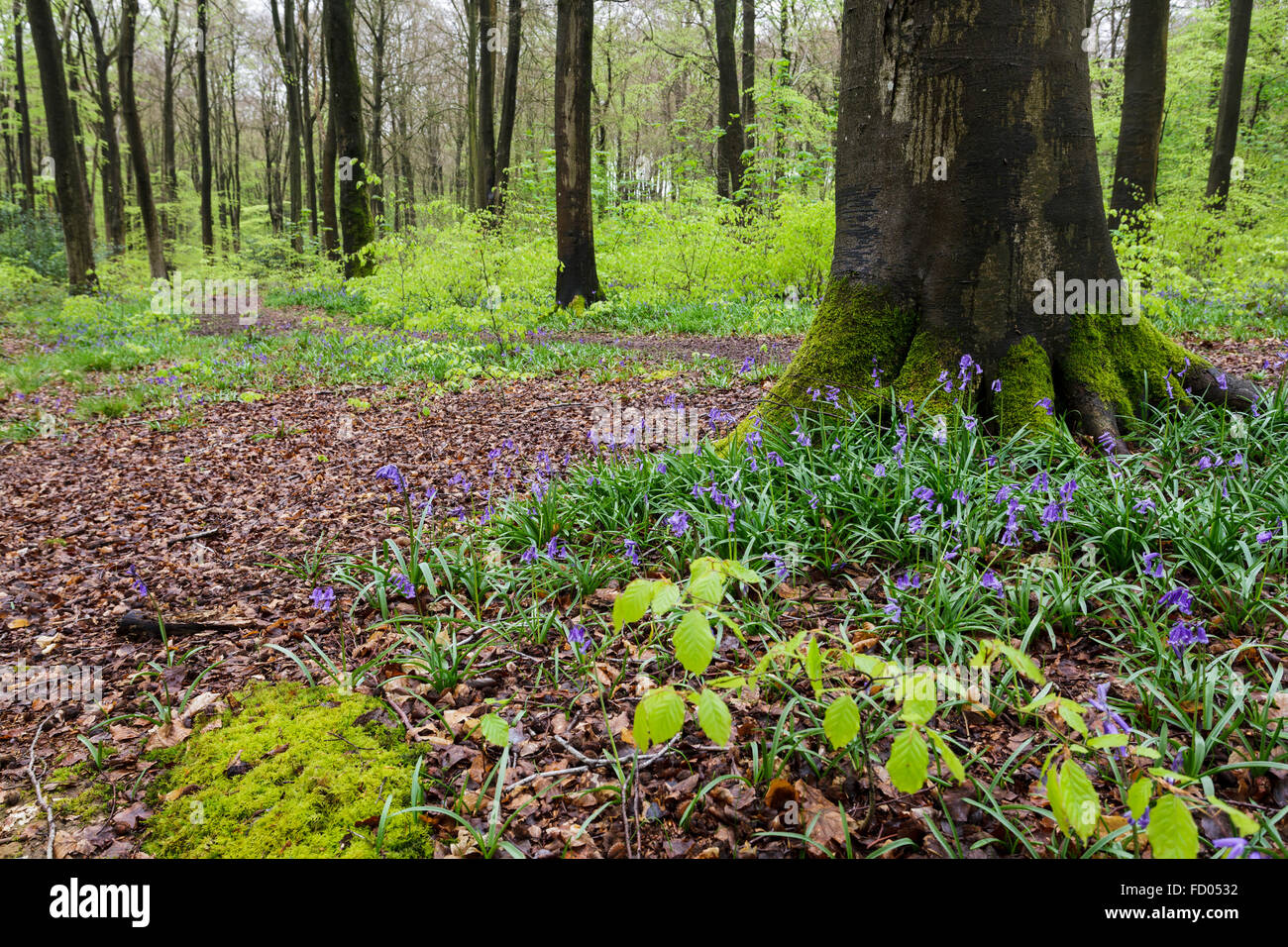 Bluebell Wood, Micheldever Forêt, Winchester, Hampshire, England, UK Banque D'Images