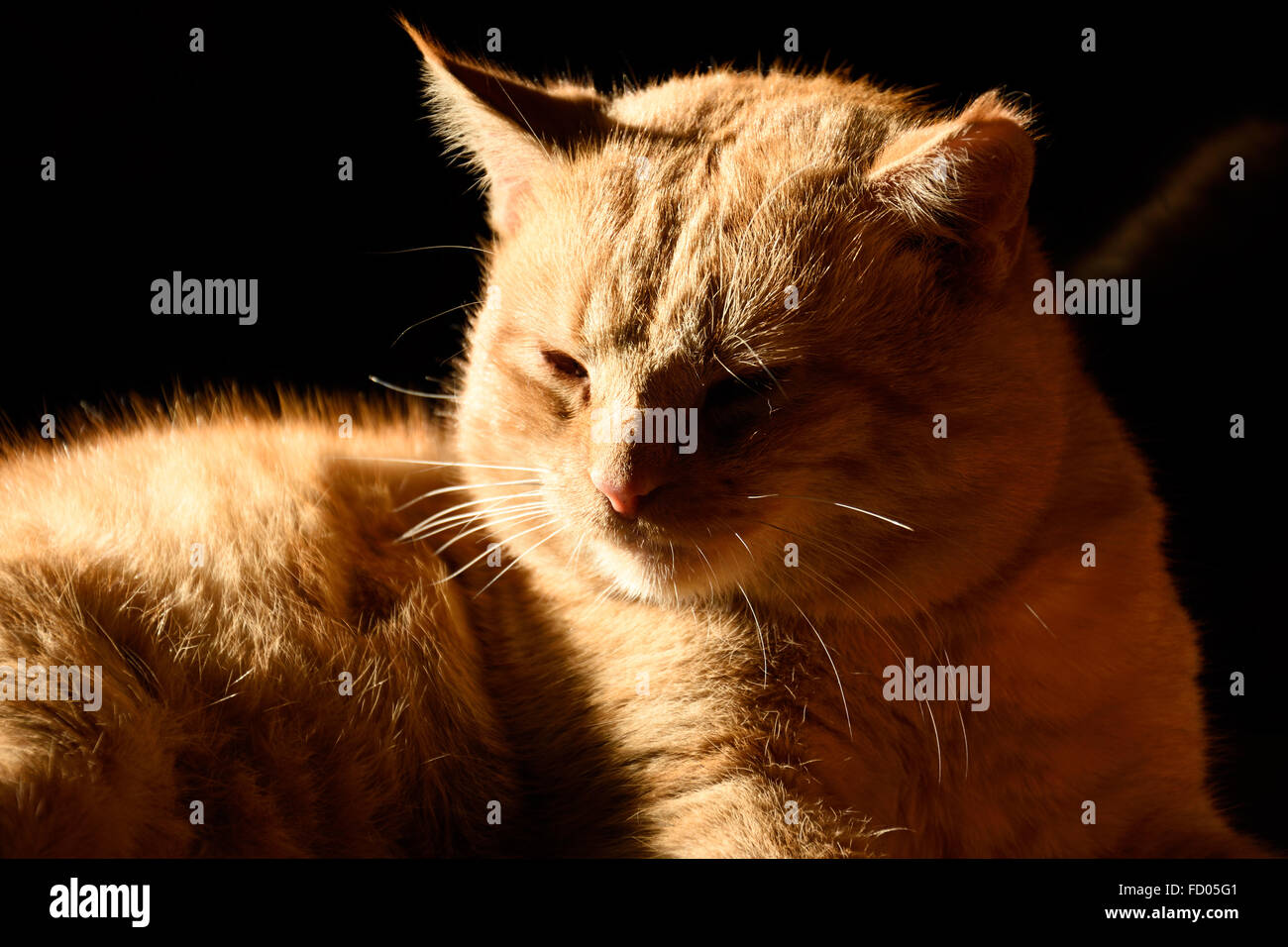 Prendre un chat roux bain de soleil Banque D'Images