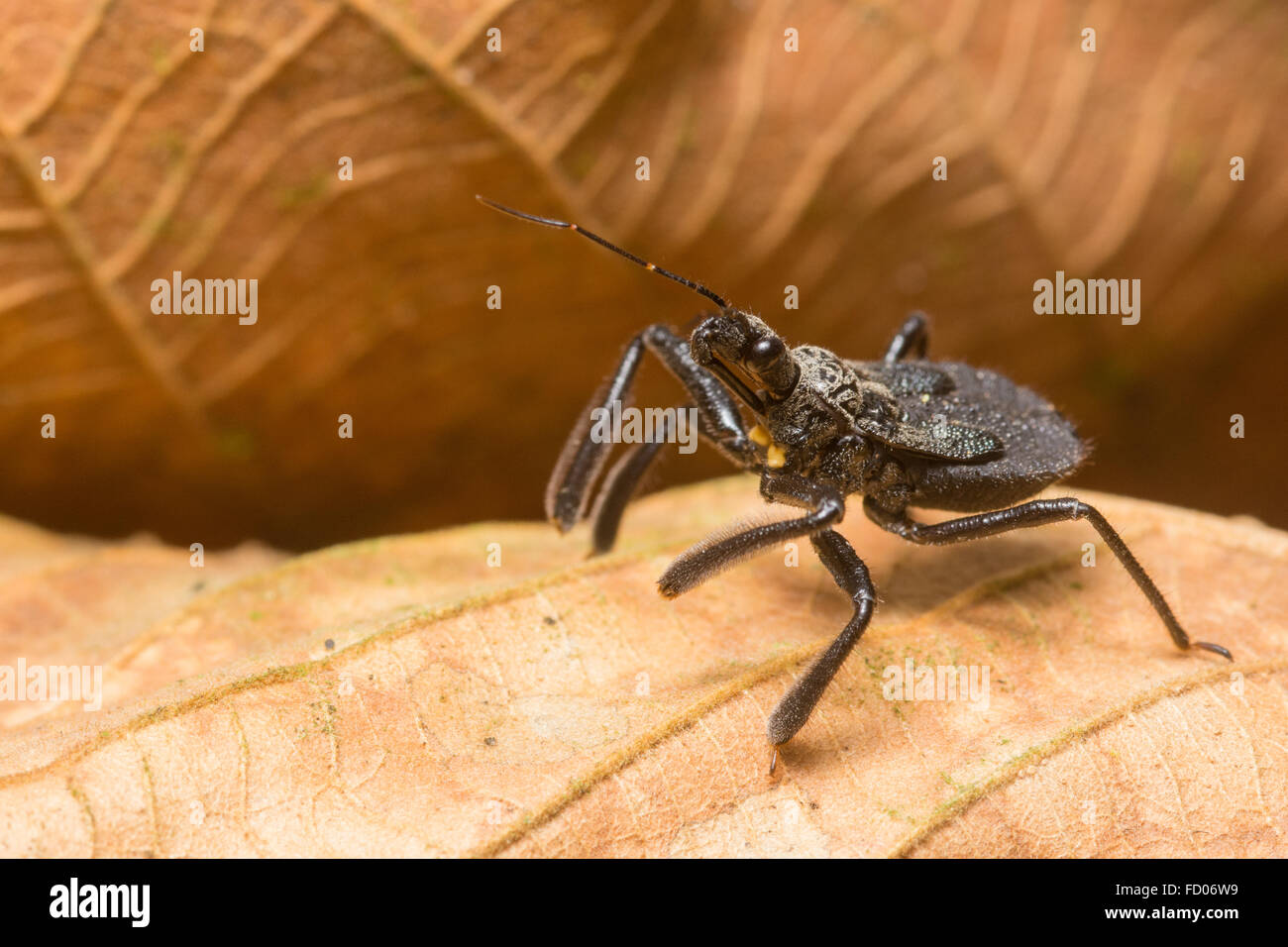 Un petit reduviid bug, ces insectes sont connus pour être un transporteur de Trypanosoma cruzei, la maladie de Chagas. Banque D'Images