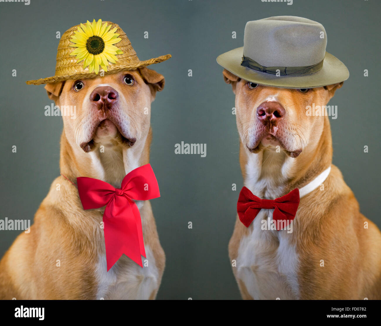 Deux gros chiens vêtus de chapeaux et cravates. Banque D'Images