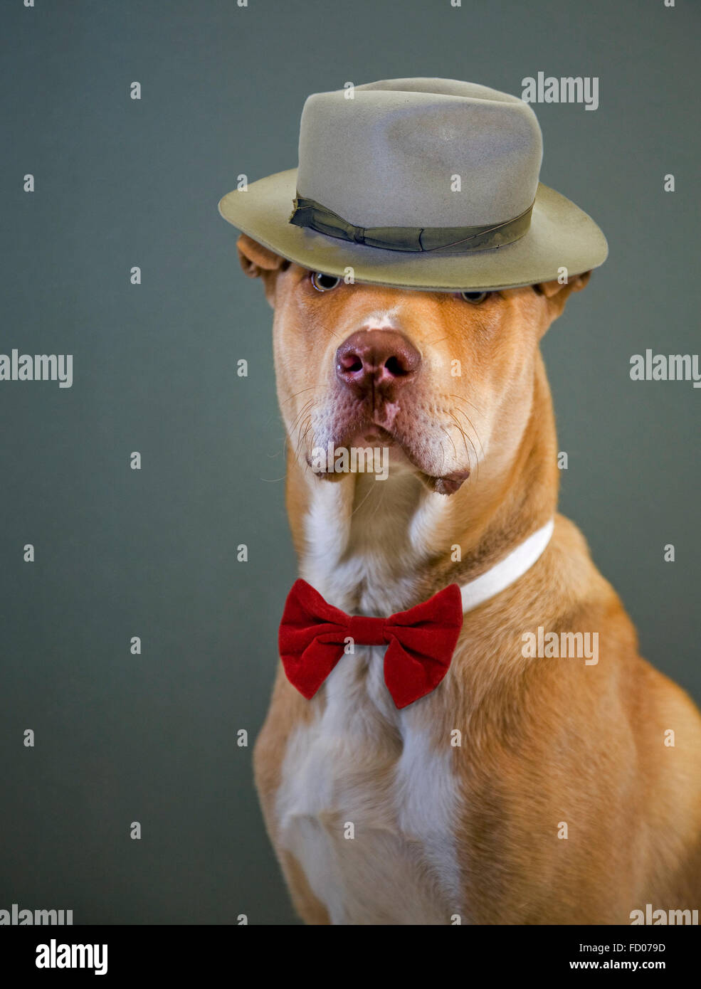 Un grand chien de race mixte portant un chapeau et chapeau Banque D'Images