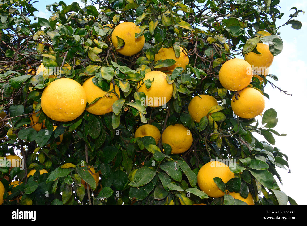 Pamplemousses sur tree Banque D'Images