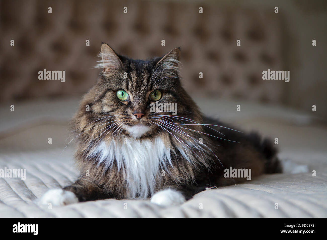 Chat à poils longs sur le lit Banque D'Images