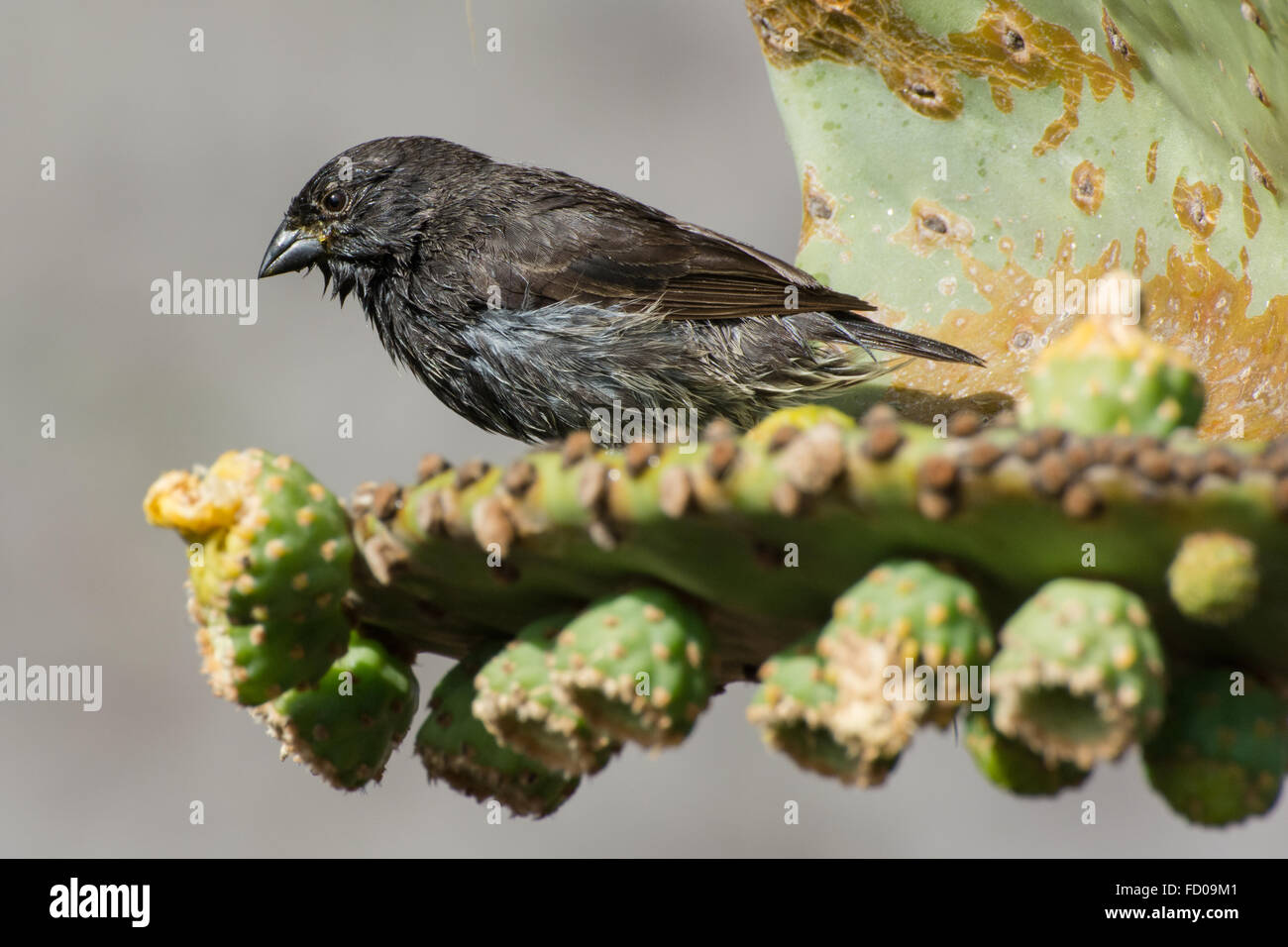 Un petit cactus Finch, l'un des les pinsons de Darwin des îles Galapagos revient brièvement sur le bord d'un catcus. Banque D'Images