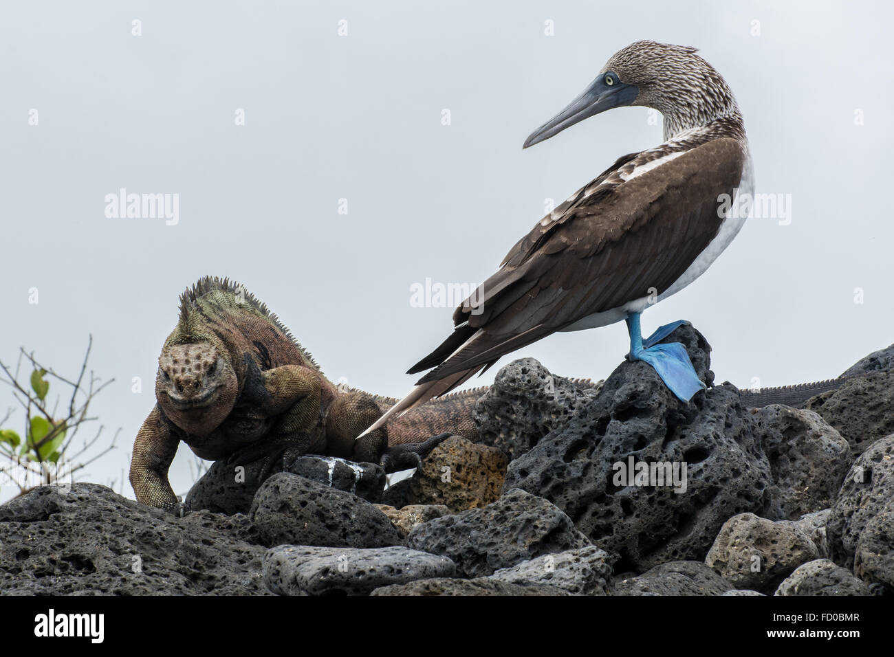 Un grand mâle iguana crawling passé un pieds rouges yeux bleus qui lui comme il passe. Banque D'Images