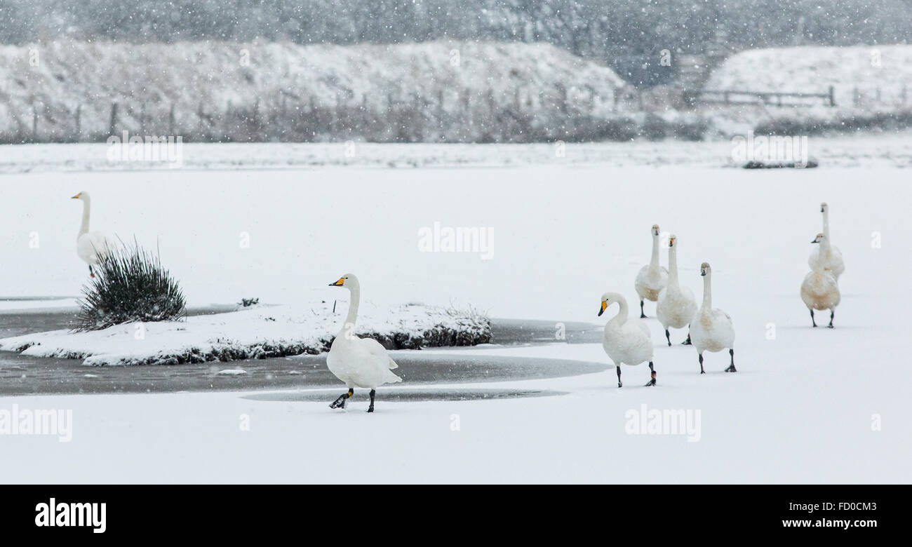 Un groupe de cygnes chanteurs de marcher à travers un étang gelé en hiver en Ecosse pendant leur migration de l'Islande Banque D'Images