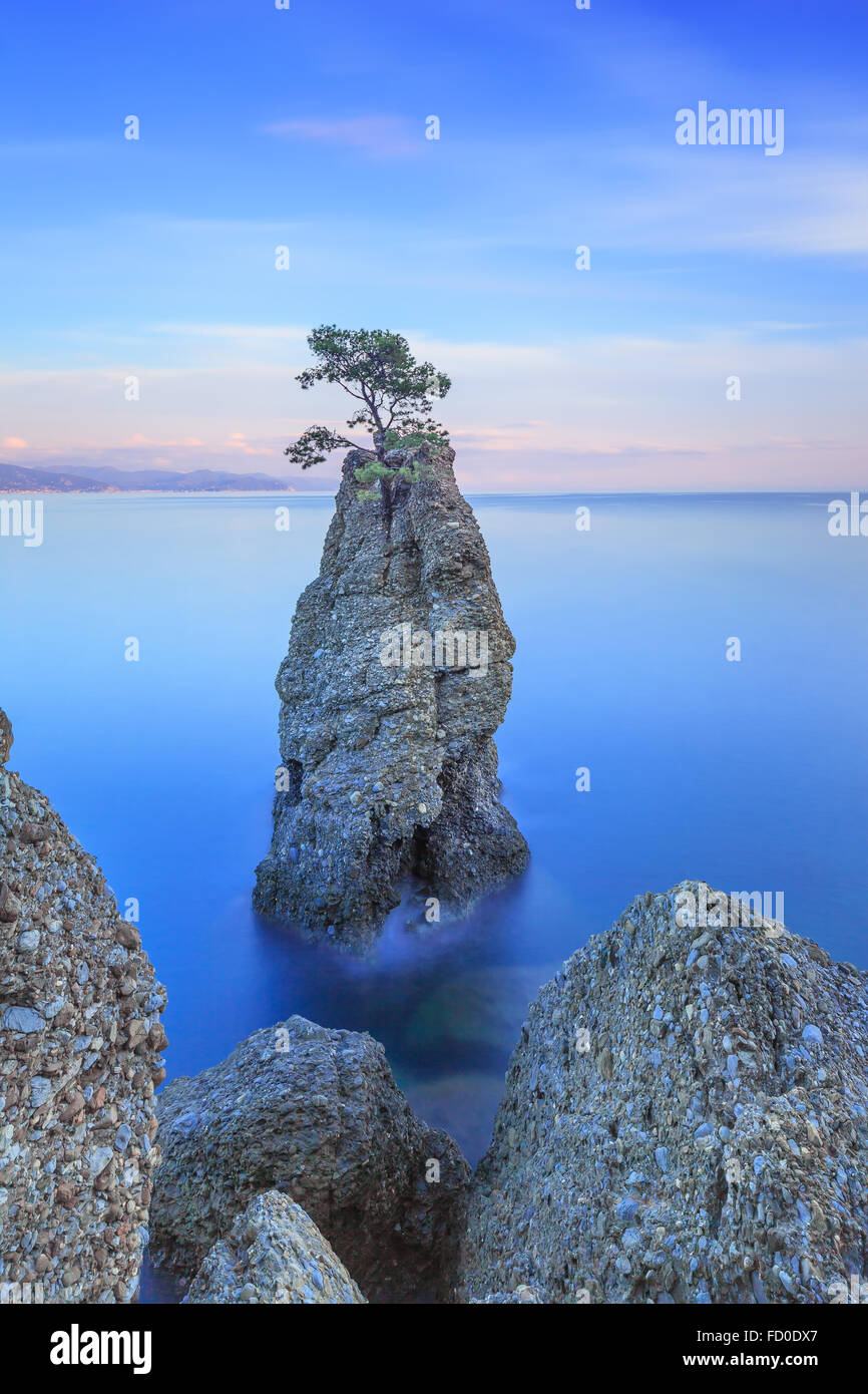 Parc naturel régional de Portofino. Pin solitaire et côtière rock Cliff Beach. Photos à longue exposition. Ligurie, Italie Banque D'Images
