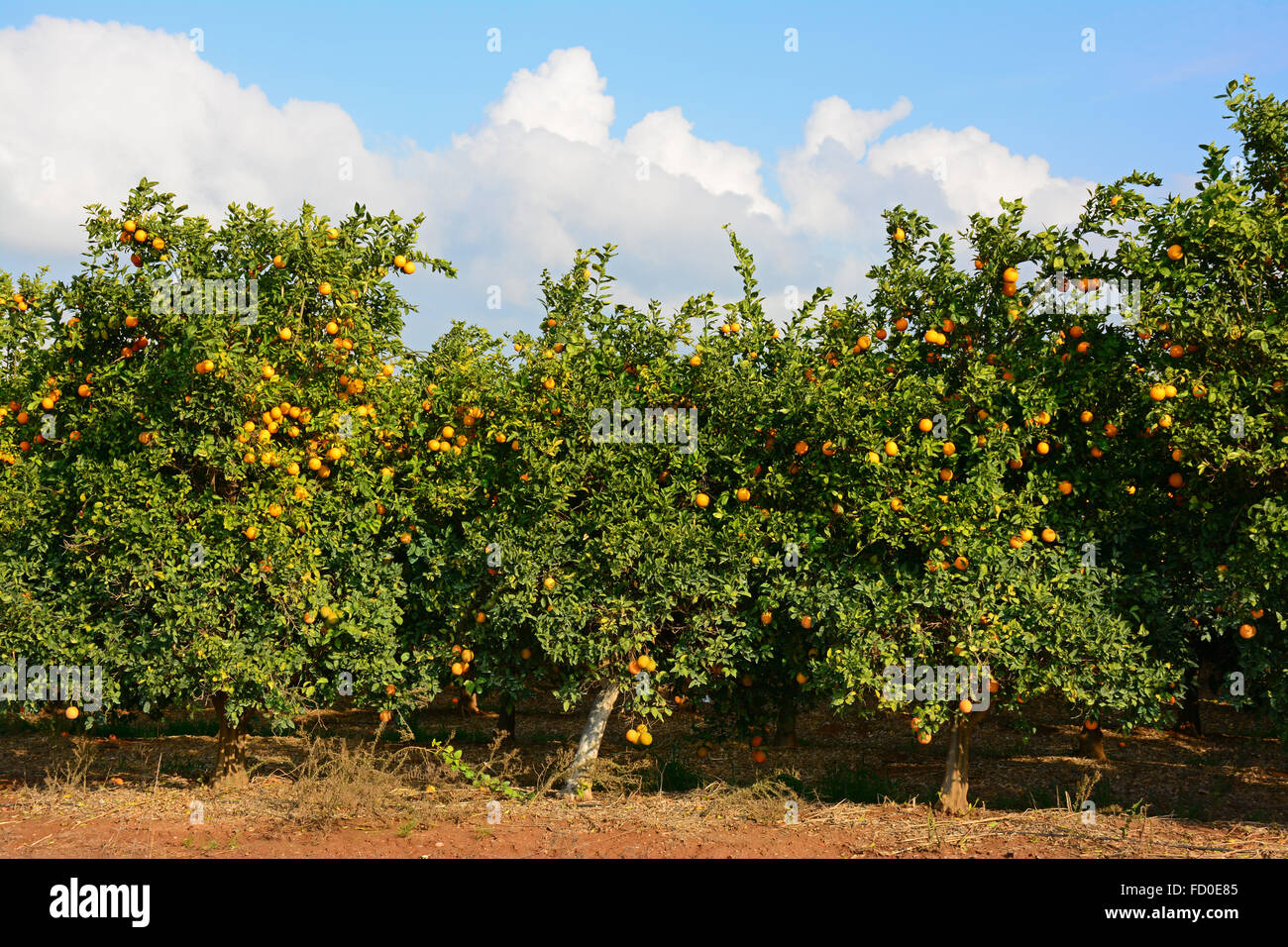 Verger Orange Banque D'Images