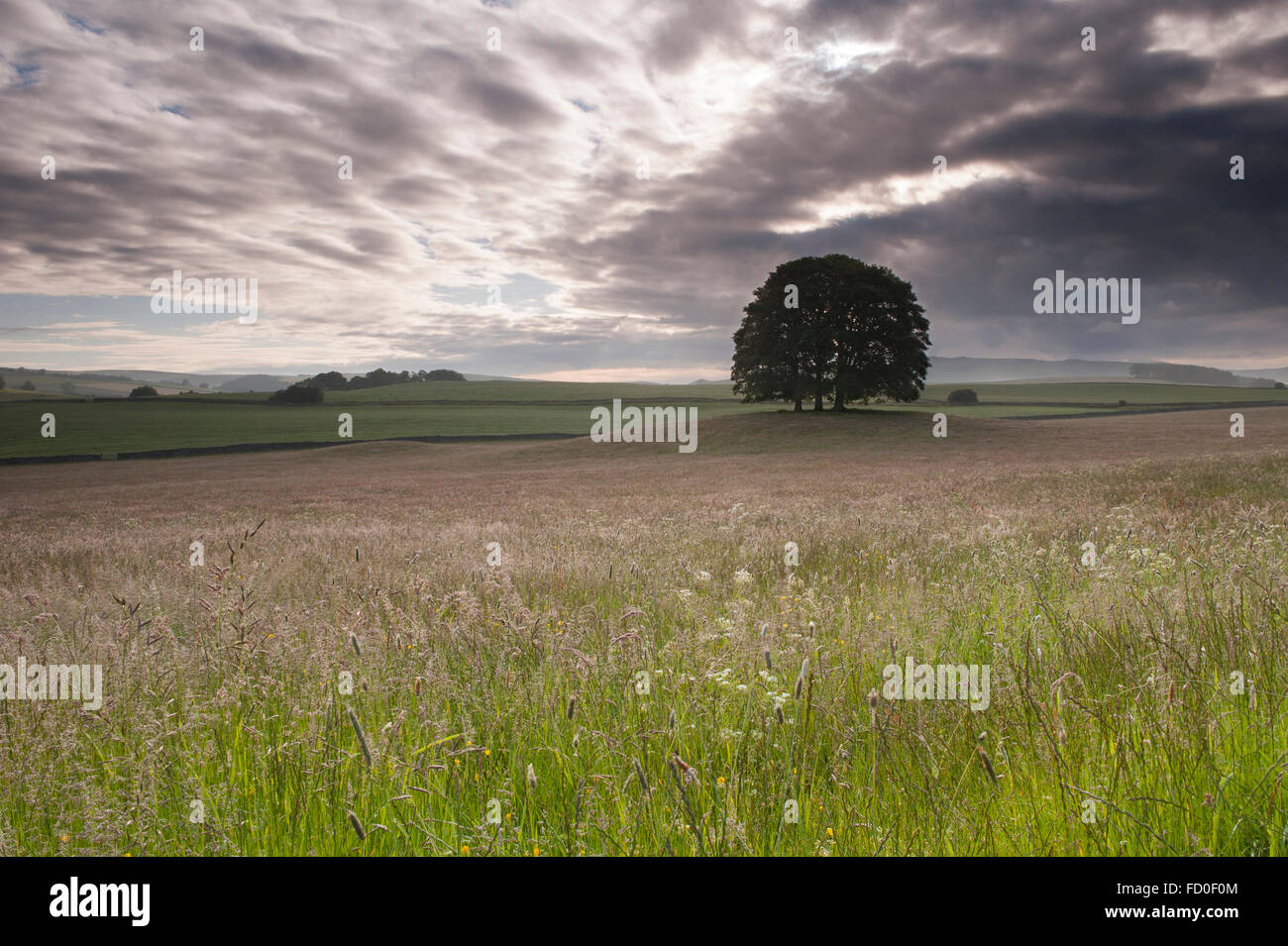 Un petit bosquet d'arbres près de Malham, Yorkshire Dales, Aquitaine, FR, UK, est bien visible dans un pâturage de graminées, sous un ciel tôt le matin. Banque D'Images