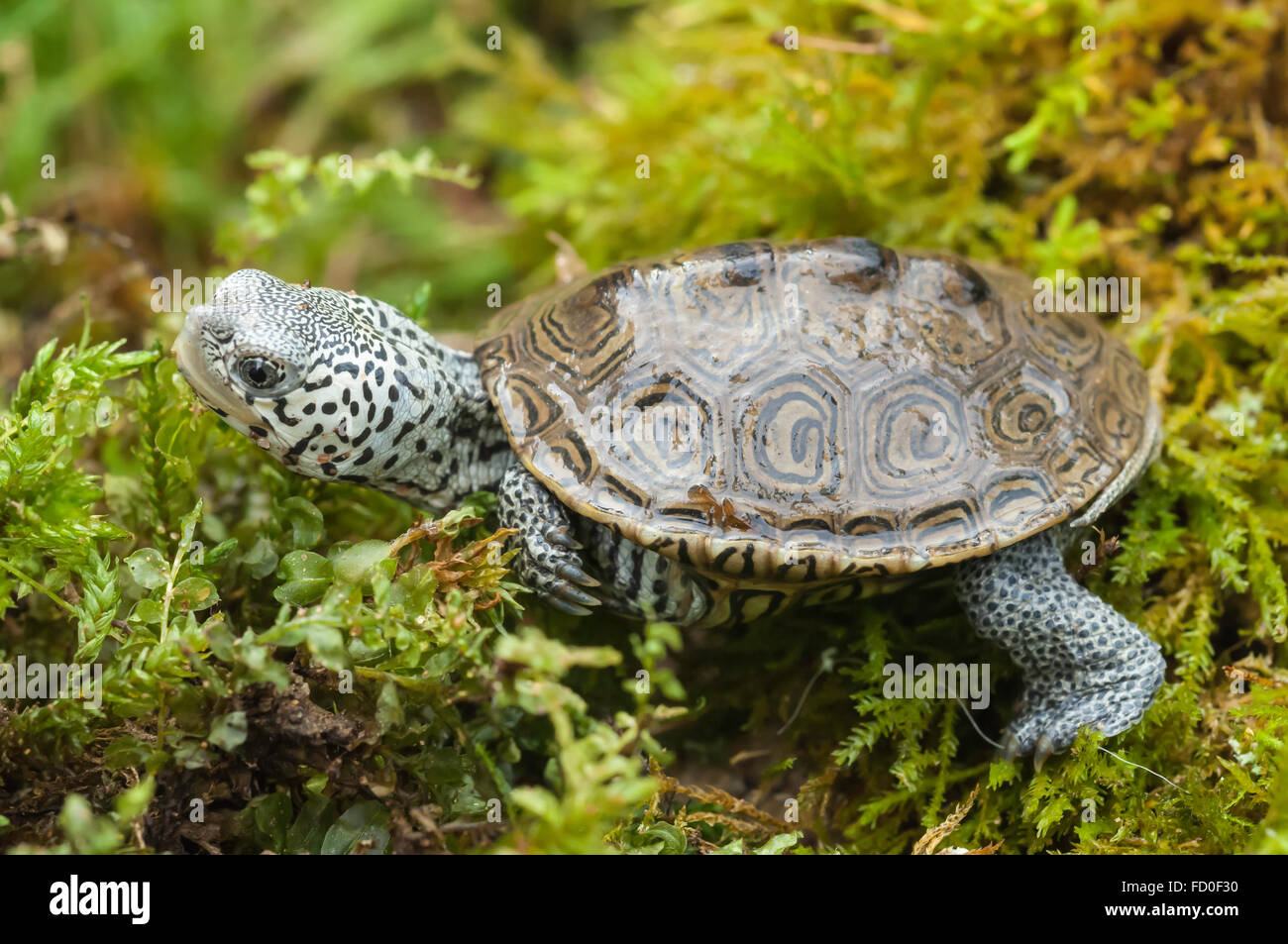 Northern diamondback terrapin Banque de photographies et d’images à ...