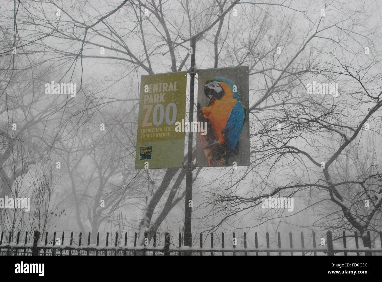 New York - Mai 23, 2016 : Central Park Zoo signe d'oiseaux au cours des conditions de blizzard blanc Jonas Banque D'Images