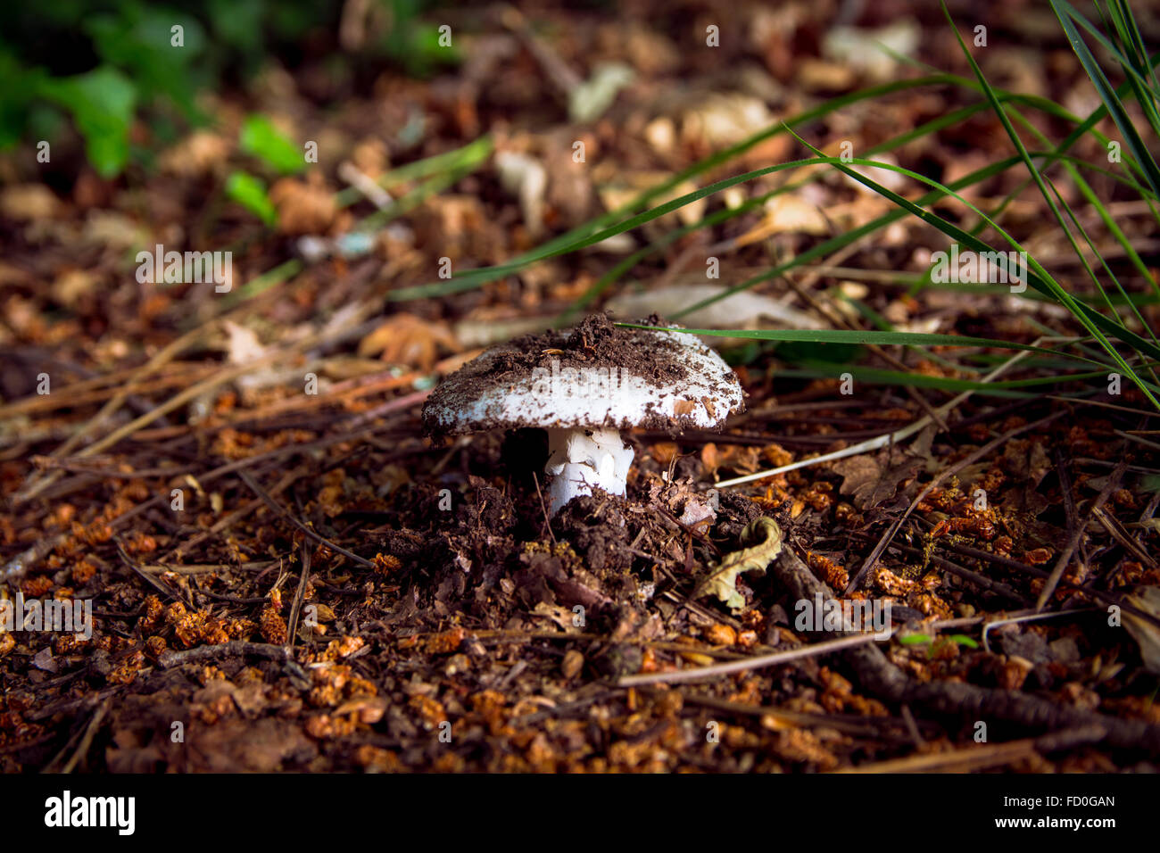 Portrait de la culture des champignons dans la terre Banque D'Images