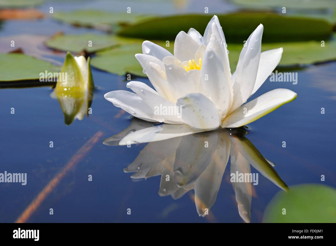 Sur le lac nénuphar contre une eau bleue Banque D'Images
