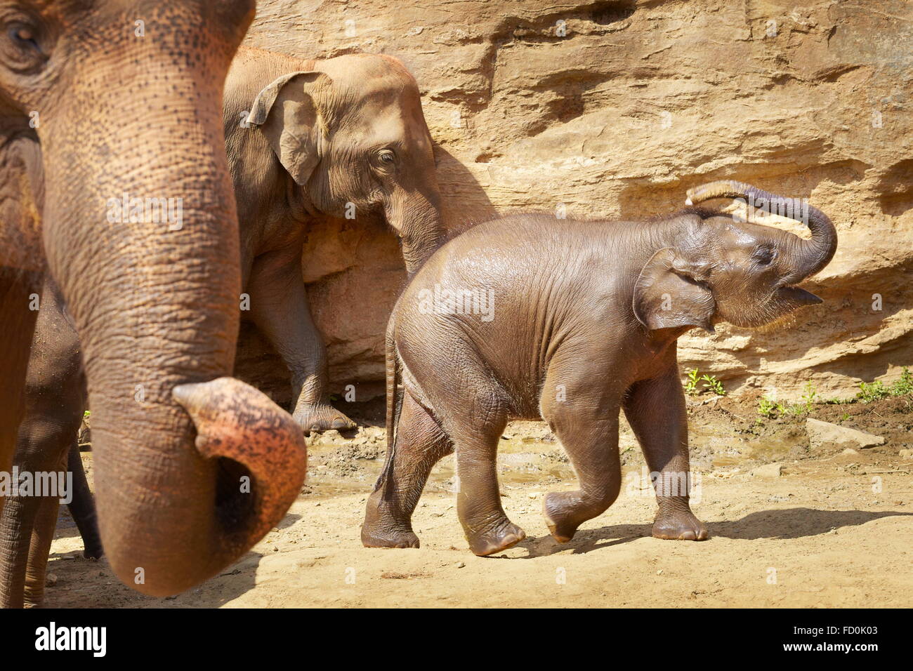 Sri Lanka - orphelinat des éléphants de Pinnawela, (village de Kegalla District de Sri Lanka), l'Asie Banque D'Images