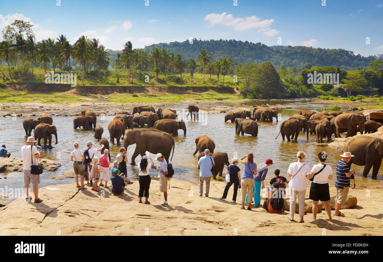 Sri Lanka - touristes regardant les éléphants prendre bain dans la rivière, l'éléphant de Pinnawela orphelinat pour éléphants d'Asie sauvages Banque D'Images