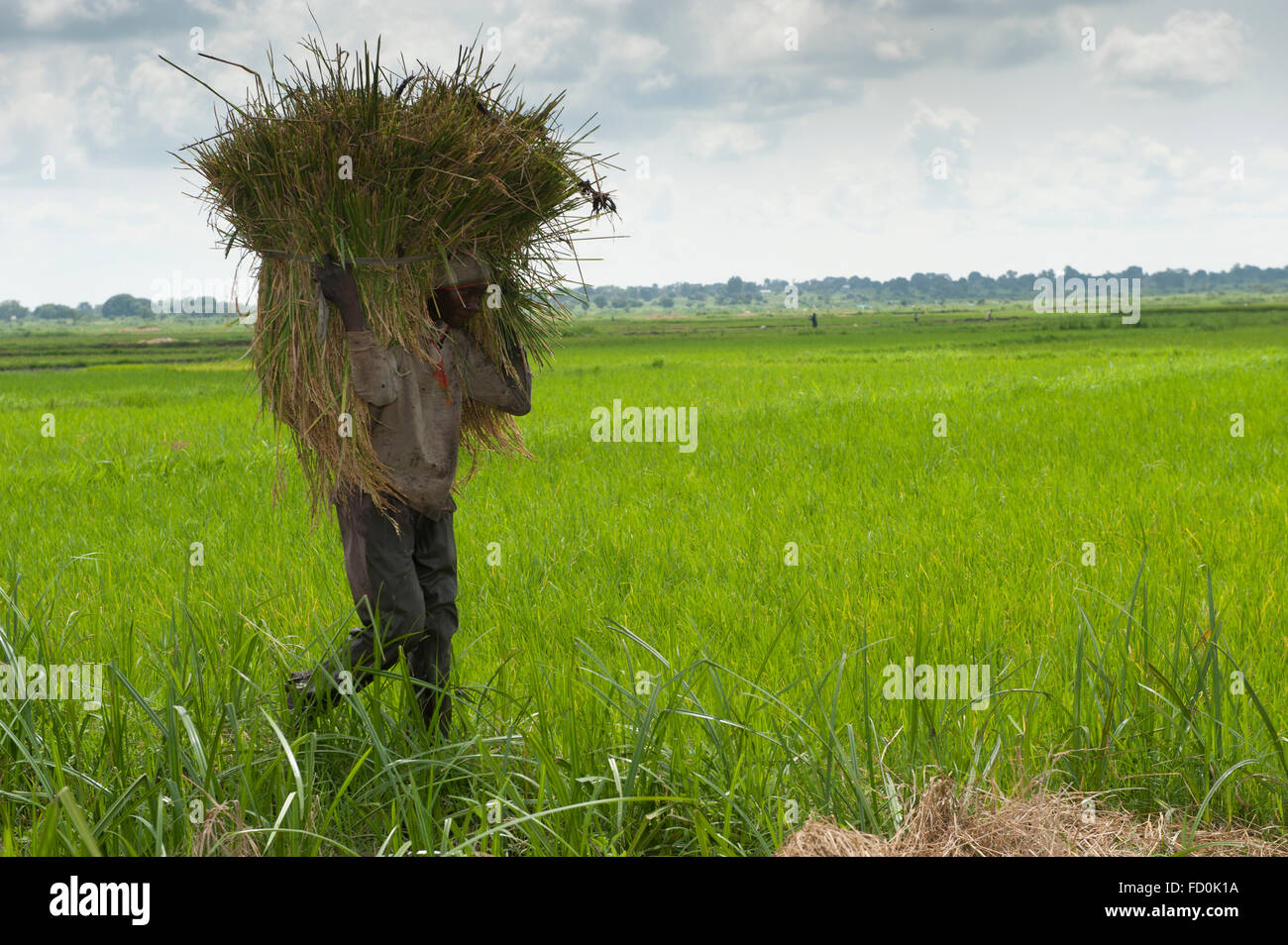 La tête d'un ensemble de couper les plants de riz à la zone de battage d'une plantation de riz, de l'Ouganda. Banque D'Images