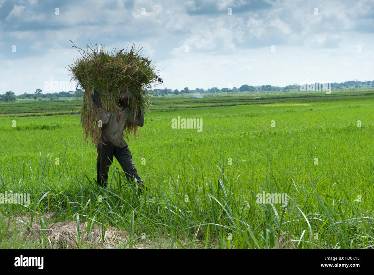 La tête d'un ensemble de couper les plants de riz à la zone de battage d'une plantation de riz, de l'Ouganda. Banque D'Images