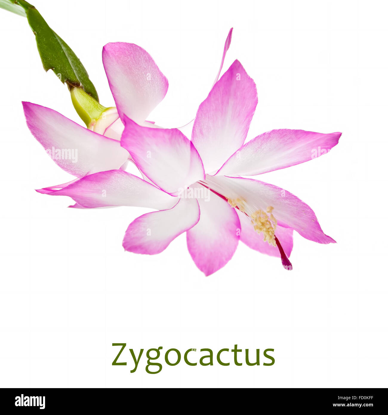 Fleur d'un magenta zygocactus isolé sur fond blanc Banque D'Images