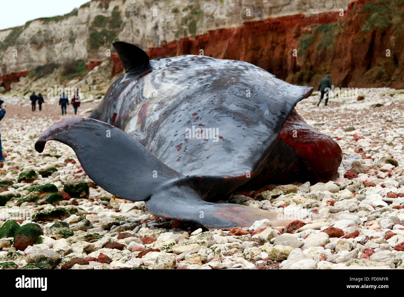 Hunstanton, Norfolk, Royaume-Uni. 26 janvier, 2016. Le corps d'un cachalot qui est mort il y a quatre jours et est toujours couché sur la plage de Hunstanton, Norfolk. La baleine était probablement partie d'un groupe qui comprenait trois baleines qui est aussi mort et sec jusqu'à Skegness, dans le Lincolnshire. Les falaises à Hunstanton se distinguent par leur formation qui comprend les bandes de craie rouge et blanc. Crédit : Paul Marriott/Alamy Live News Banque D'Images