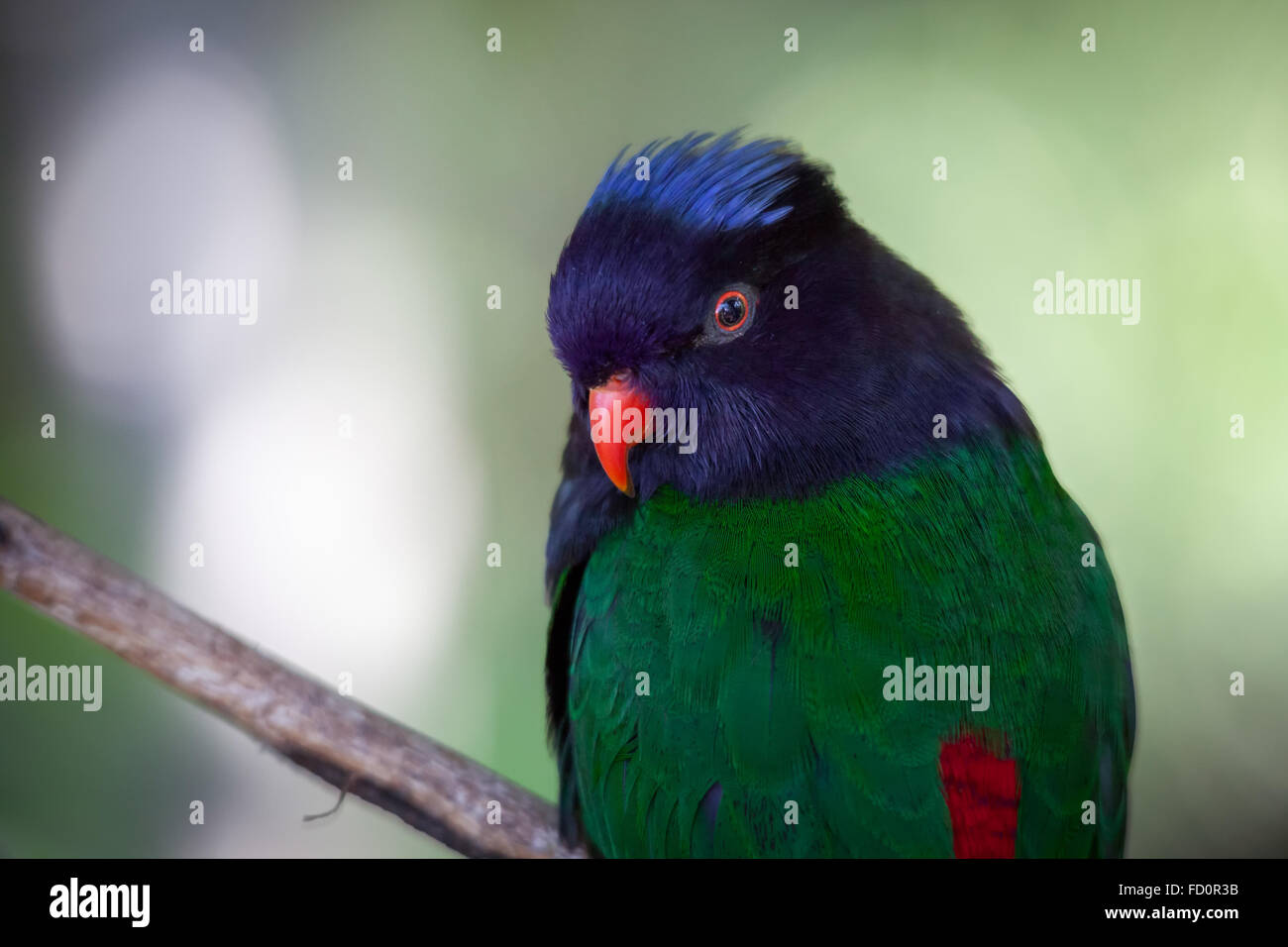 Rainbow Lorikeet Banque D'Images
