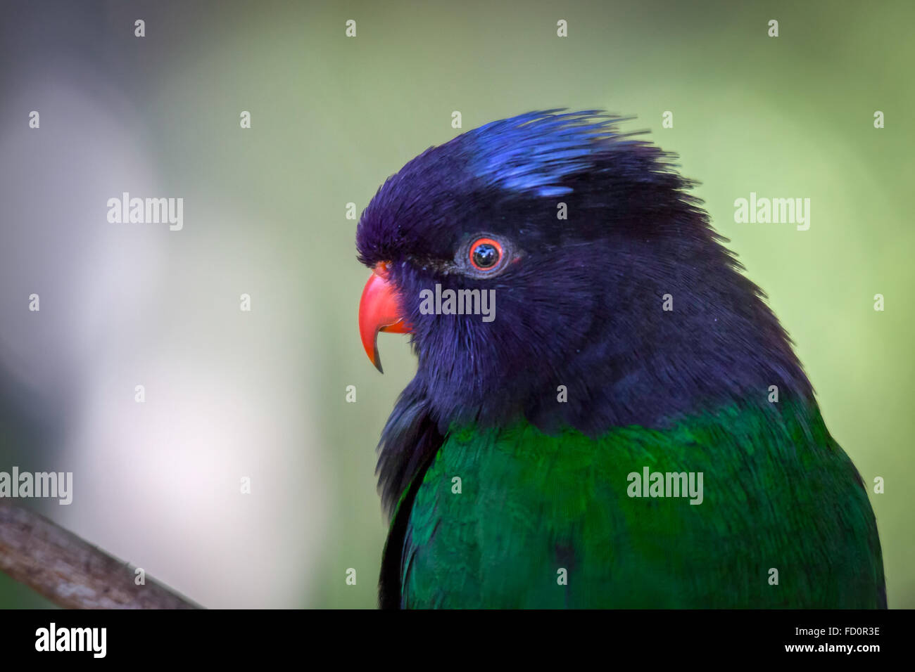 Rainbow Lorikeet Banque D'Images