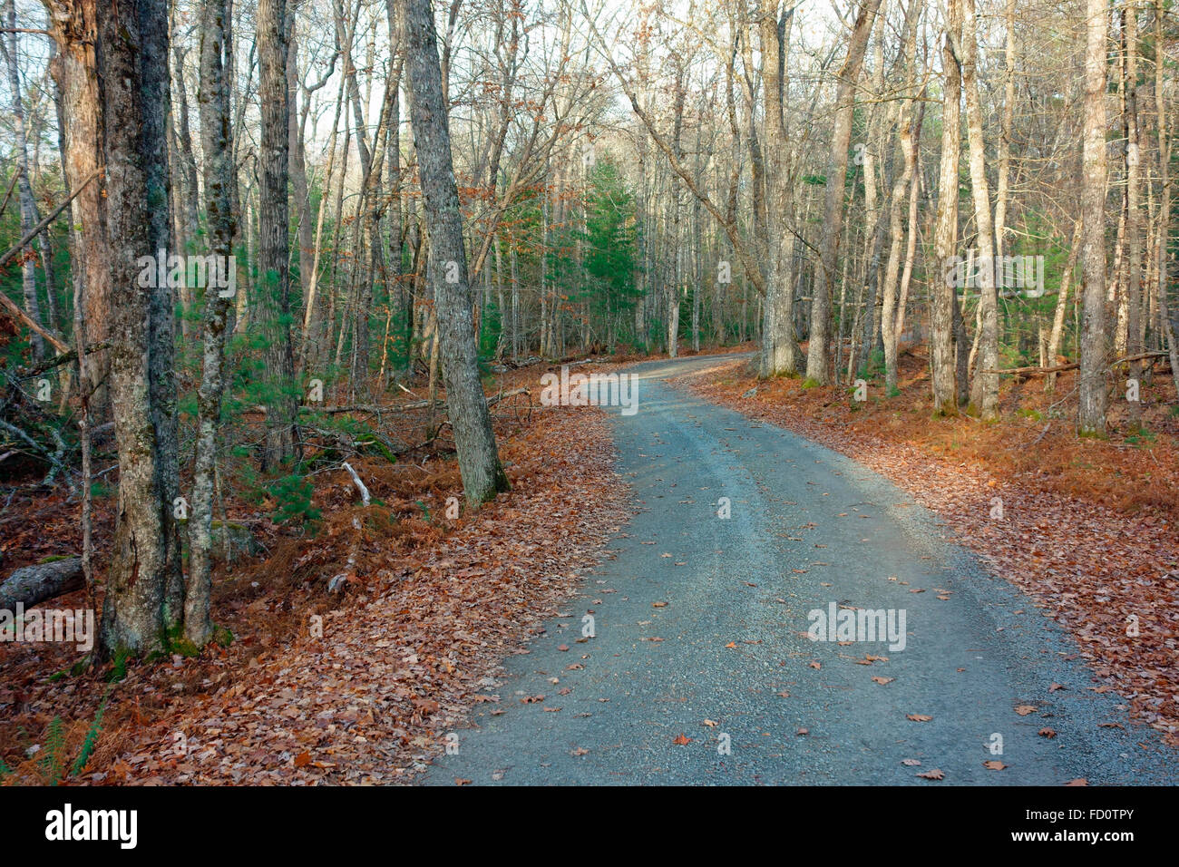 Une route de campagne à travers une forêt en hiver ou à la fin de l'automne Banque D'Images