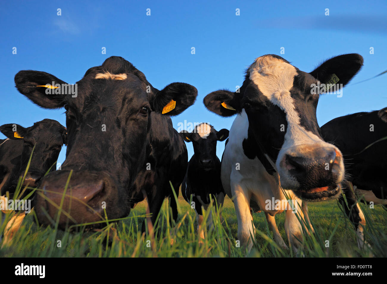 Les vaches Holstein - Troupeau de vaches patché noir et blanc (Bos taurus) Banque D'Images