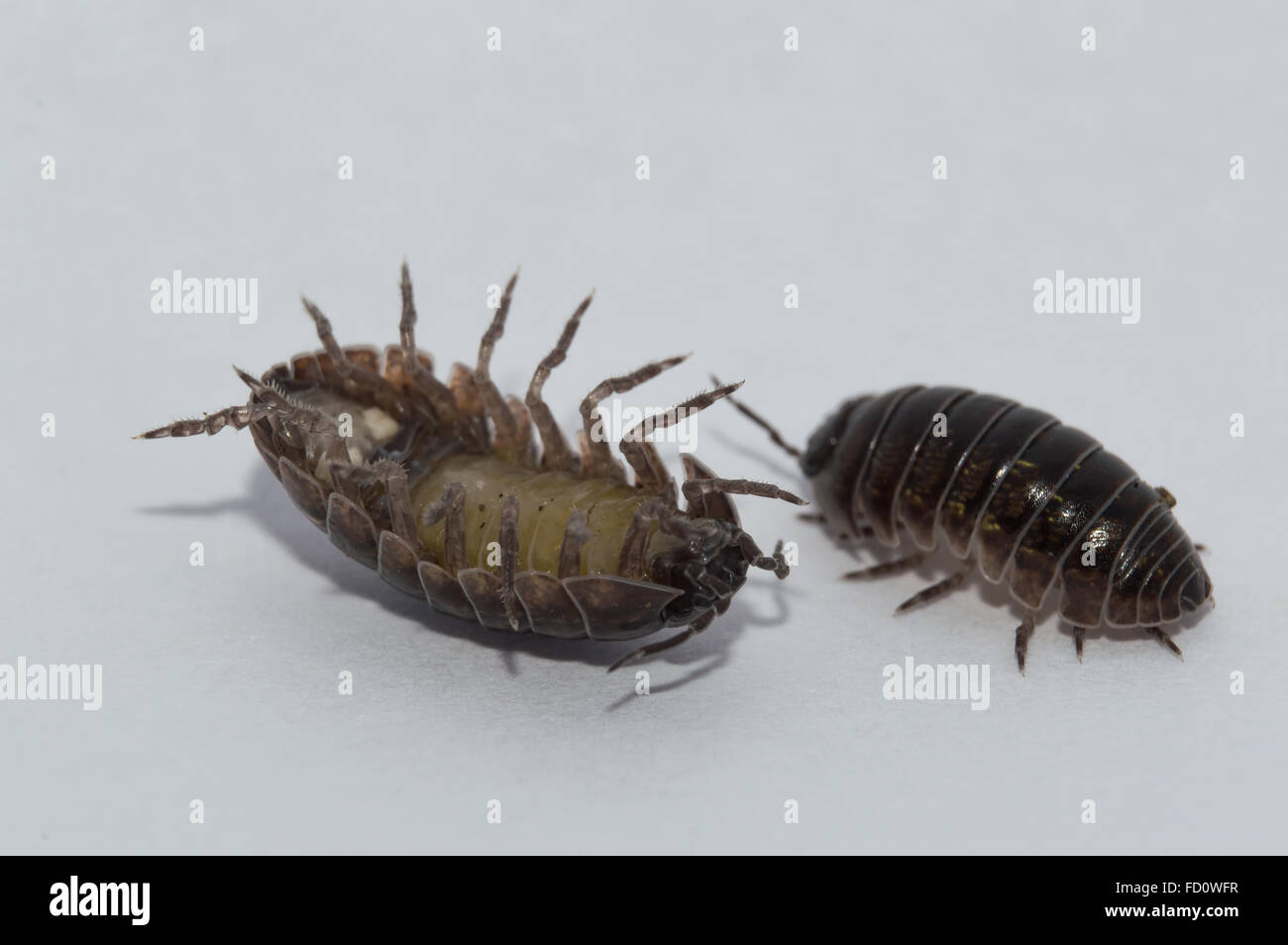 Comprimé Bug sortant de sa zone de confort Banque D'Images