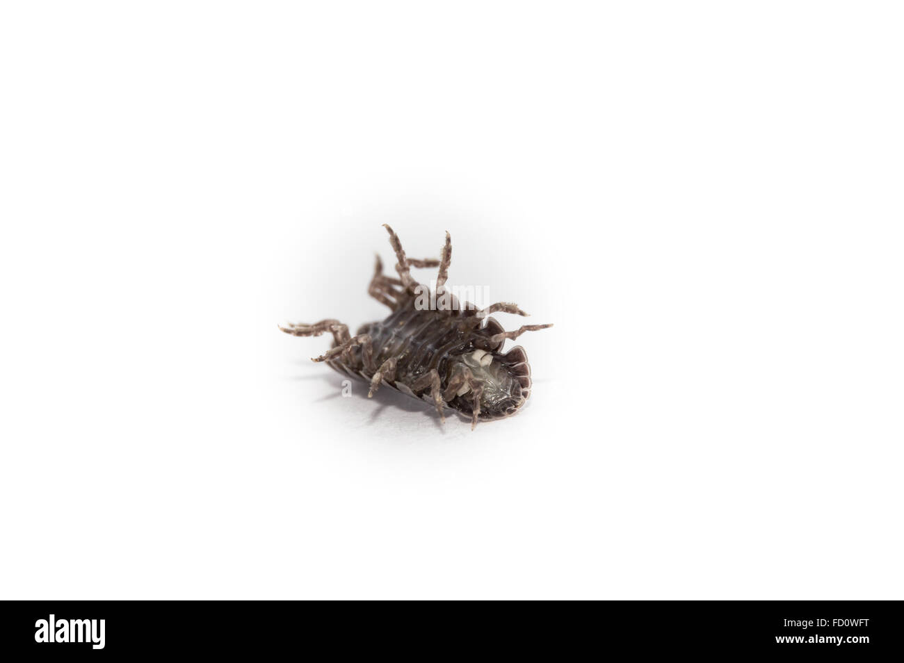 Comprimé Bug sortant de sa zone de confort Banque D'Images