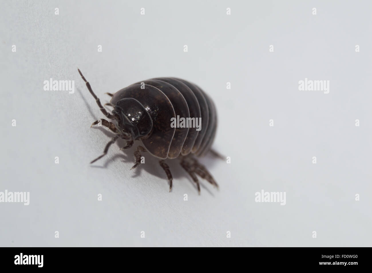 Comprimé Bug sortant de sa zone de confort Banque D'Images