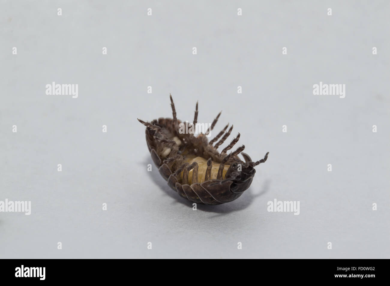 Comprimé Bug sortant de sa zone de confort Banque D'Images