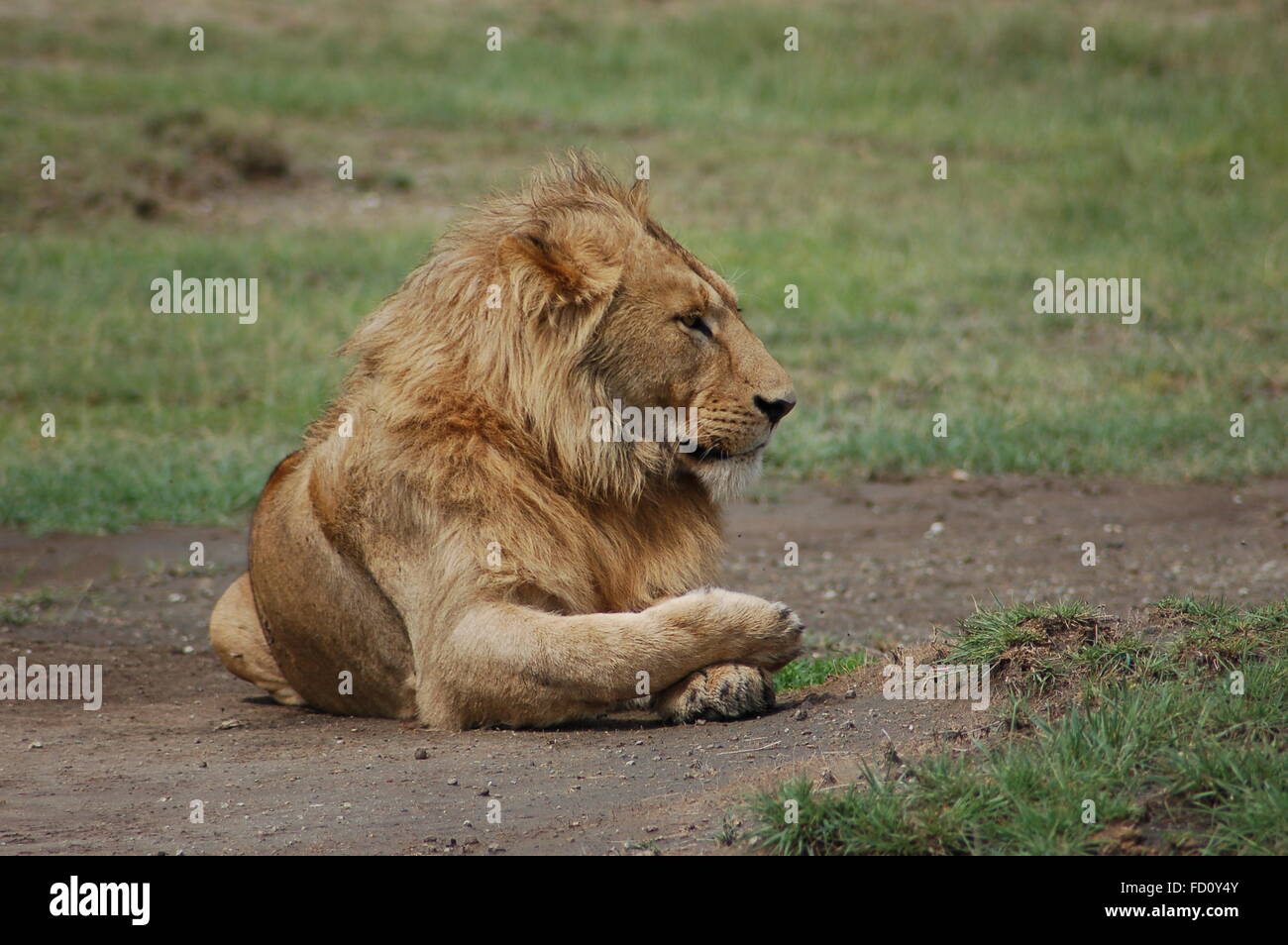 Le lion couché de l'Afrique. Banque D'Images