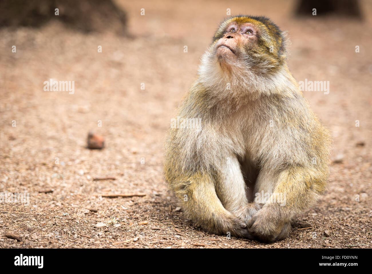 Macaque de barbarie au Maroc, le penseur II Banque D'Images