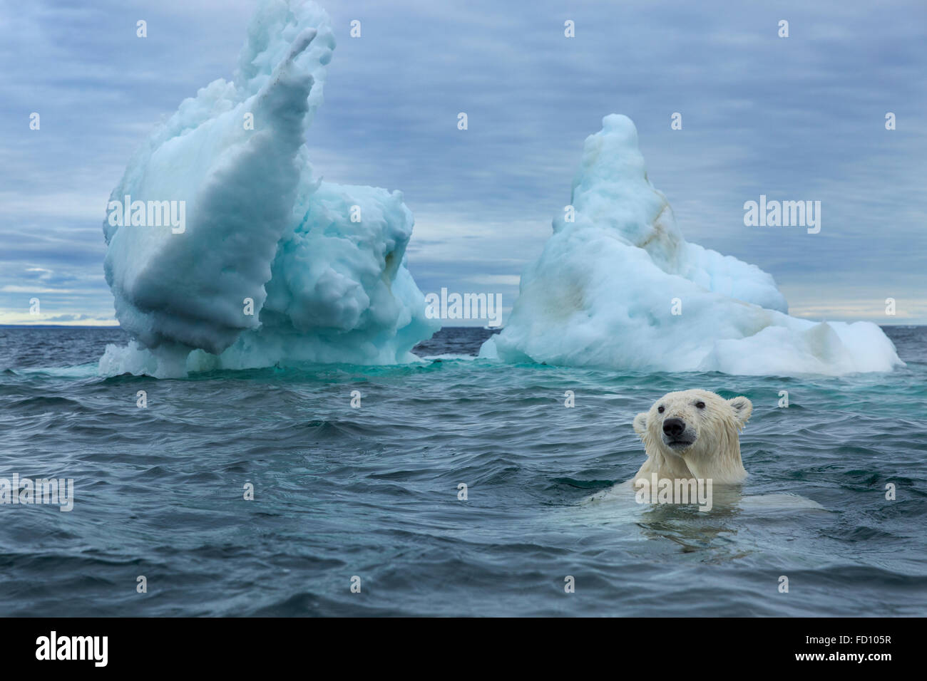Le Canada, le territoire du Nunavut, sous-vue de l'ours polaire (Ursus maritimus) Nager près du cercle arctique le long de la Baie d'Hudson Banque D'Images